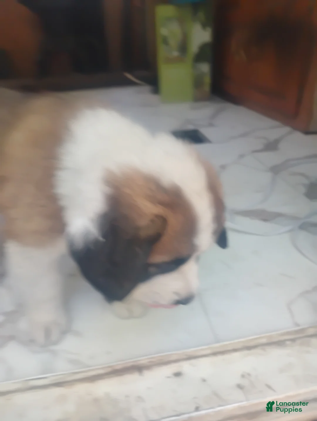 Saint Bernard dogs for sale: Saint Bernard Puppy 10 - Ad 2