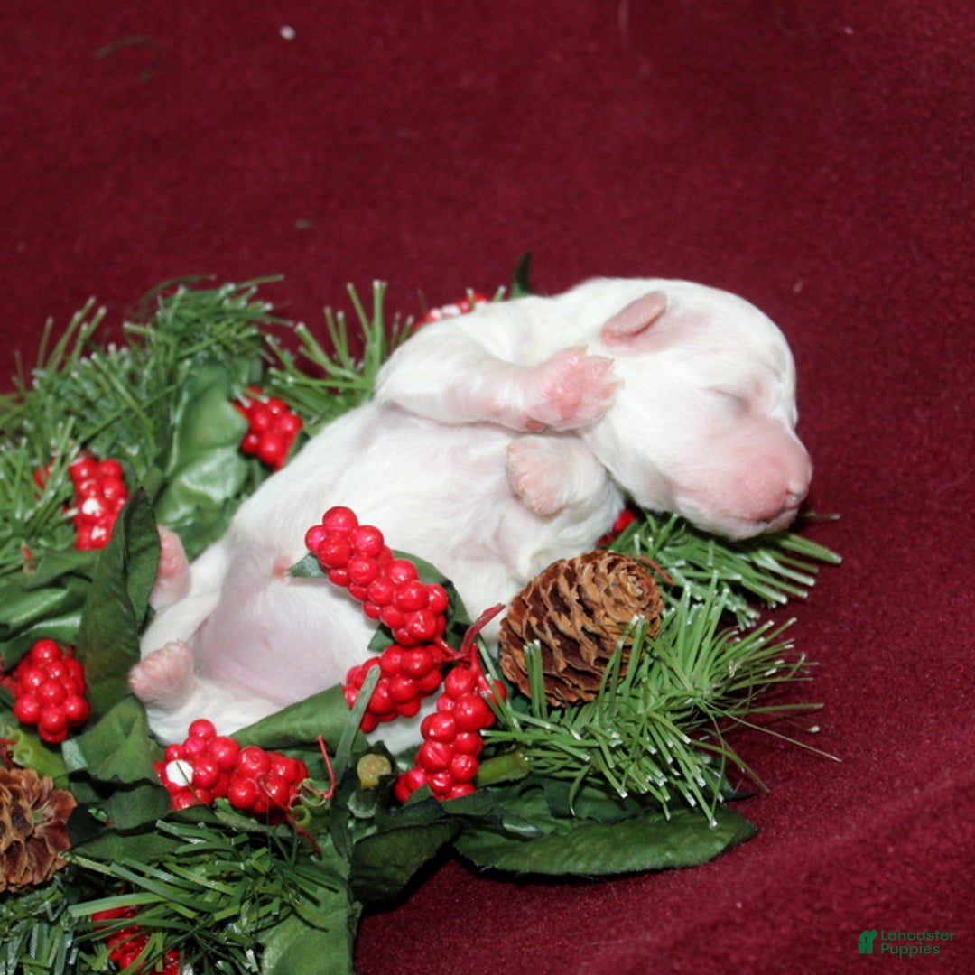 Bichon Frise dogs for sale: Vonny - Ad 3