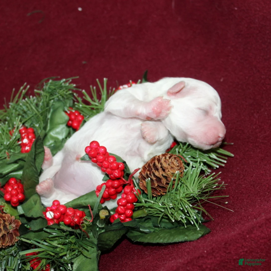 Bichon Frise dogs for sale: Vonny - Ad 4