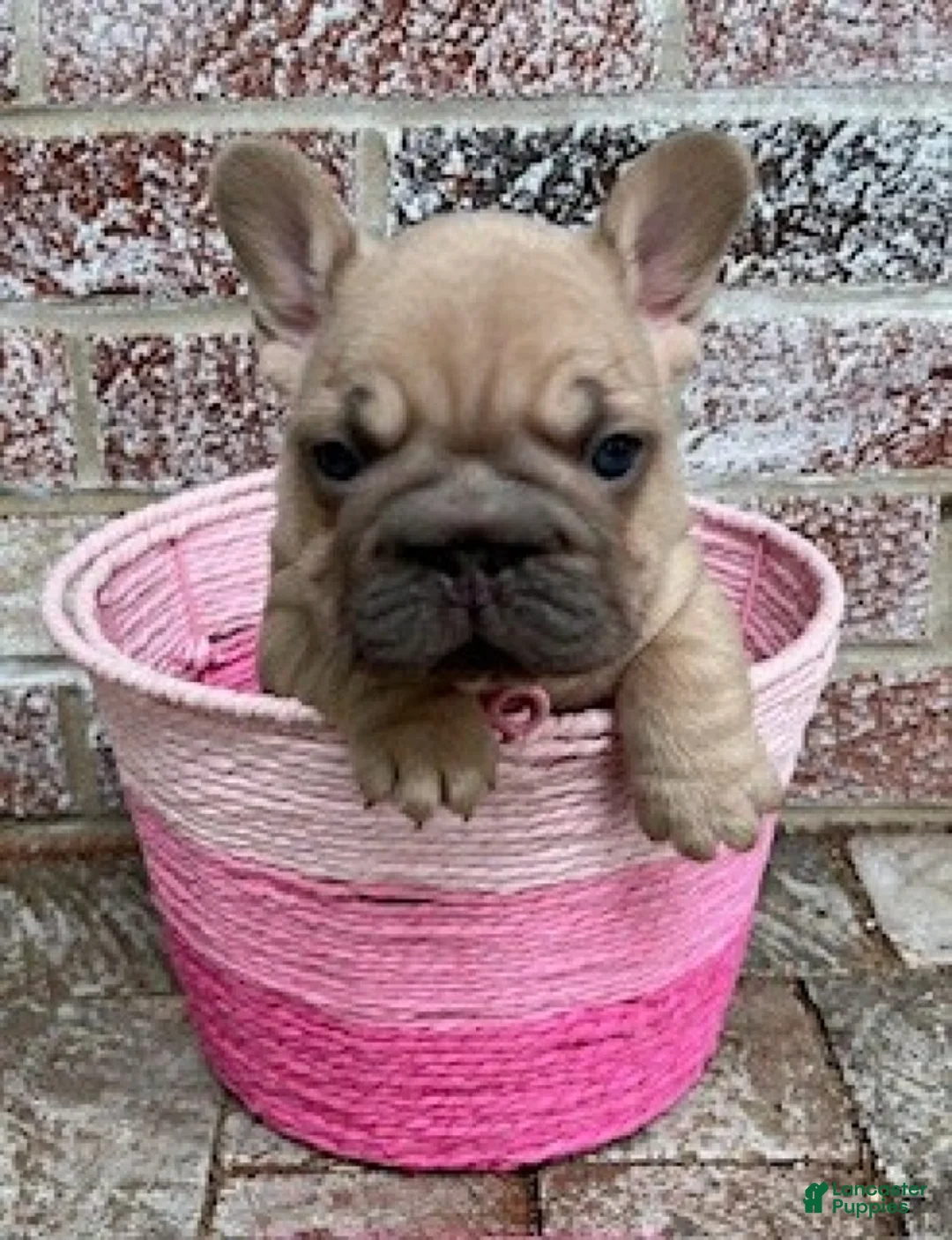 French Bulldog dogs for sale: Aster - Ad 6