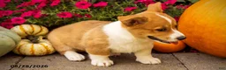Welsh Corgi Pembroke dogs for sale: Tramp - Ad 3