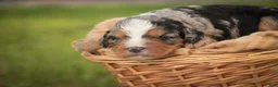 Mini Bernedoodle dogs for sale: Misha Mini Bernedoodle  - Ad 8