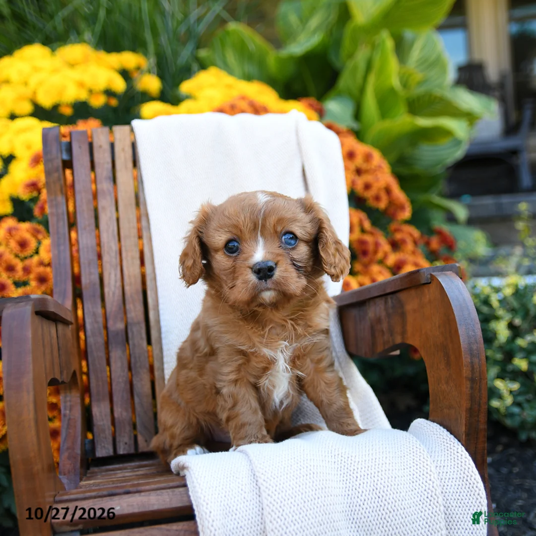 Cavalier King Charles Spaniel dogs for sale: Jenny - Ad 1