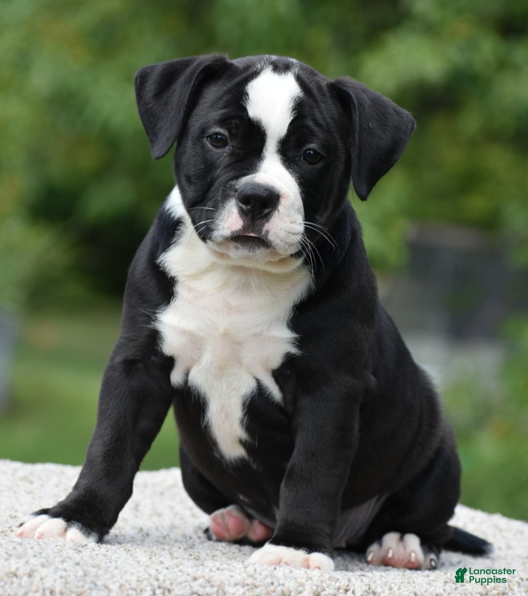 Mixed Breed dogs for sale: Prettia bully bulldog hybrid  - Ad 31