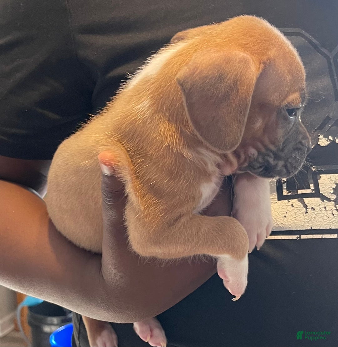 American Pit Bull Terrier dogs for sale: American Pit Bull Terrier Puppy 8 - Ad 2