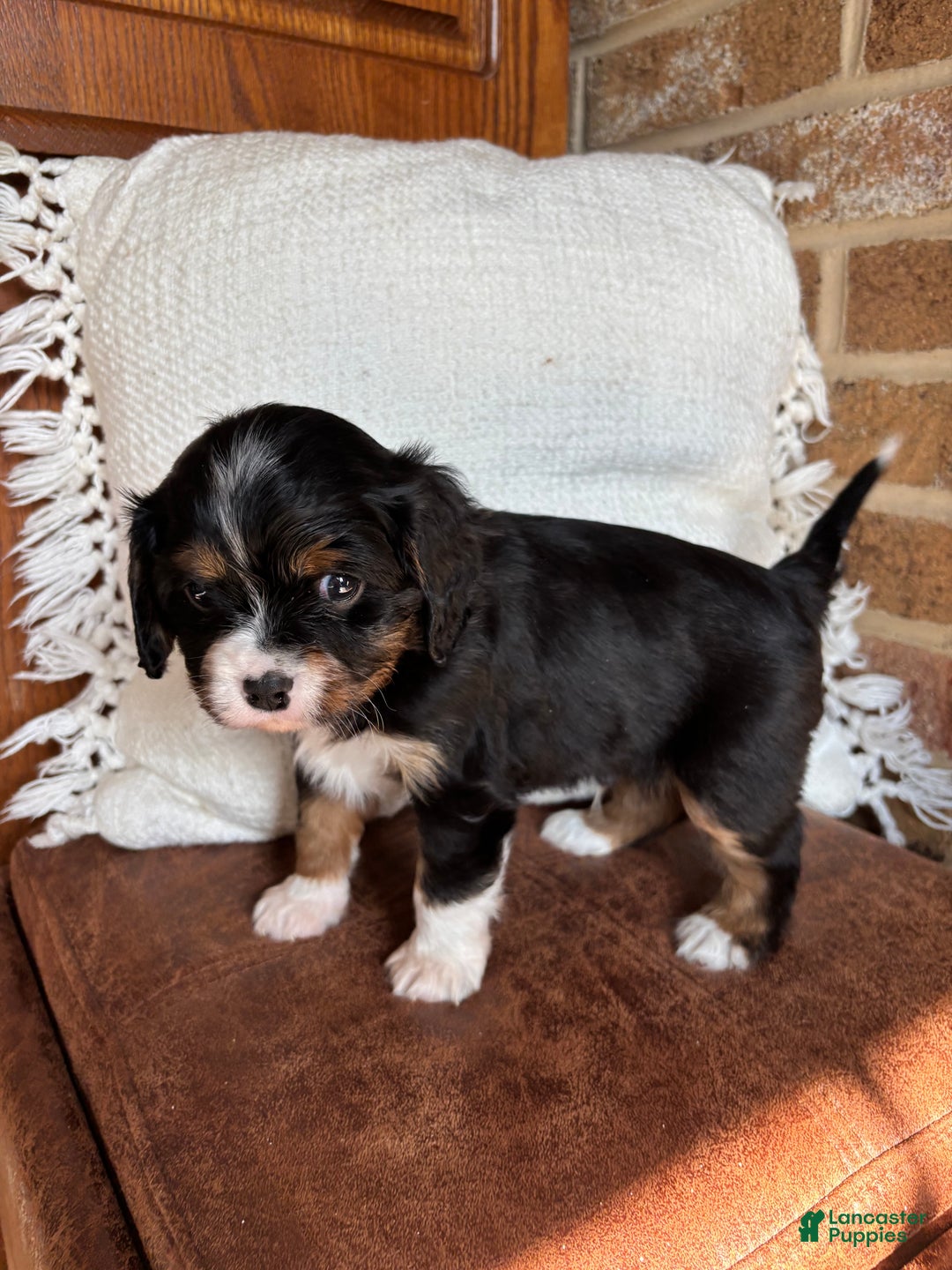 Miniature Bernese Mountain Dog dogs for sale: Muskrat - Ad 2