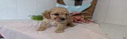 Miniature Poodle dogs for sale: Zeus - Ad 10