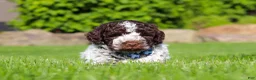 Lagotto Romagnolo dogs for sale: Riley - Ad 5