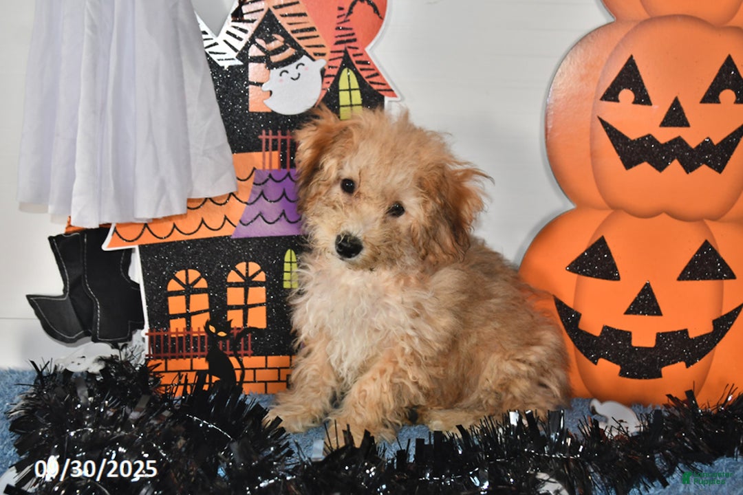 Bichpoo dogs for sale: Buster Brown - Ad 11