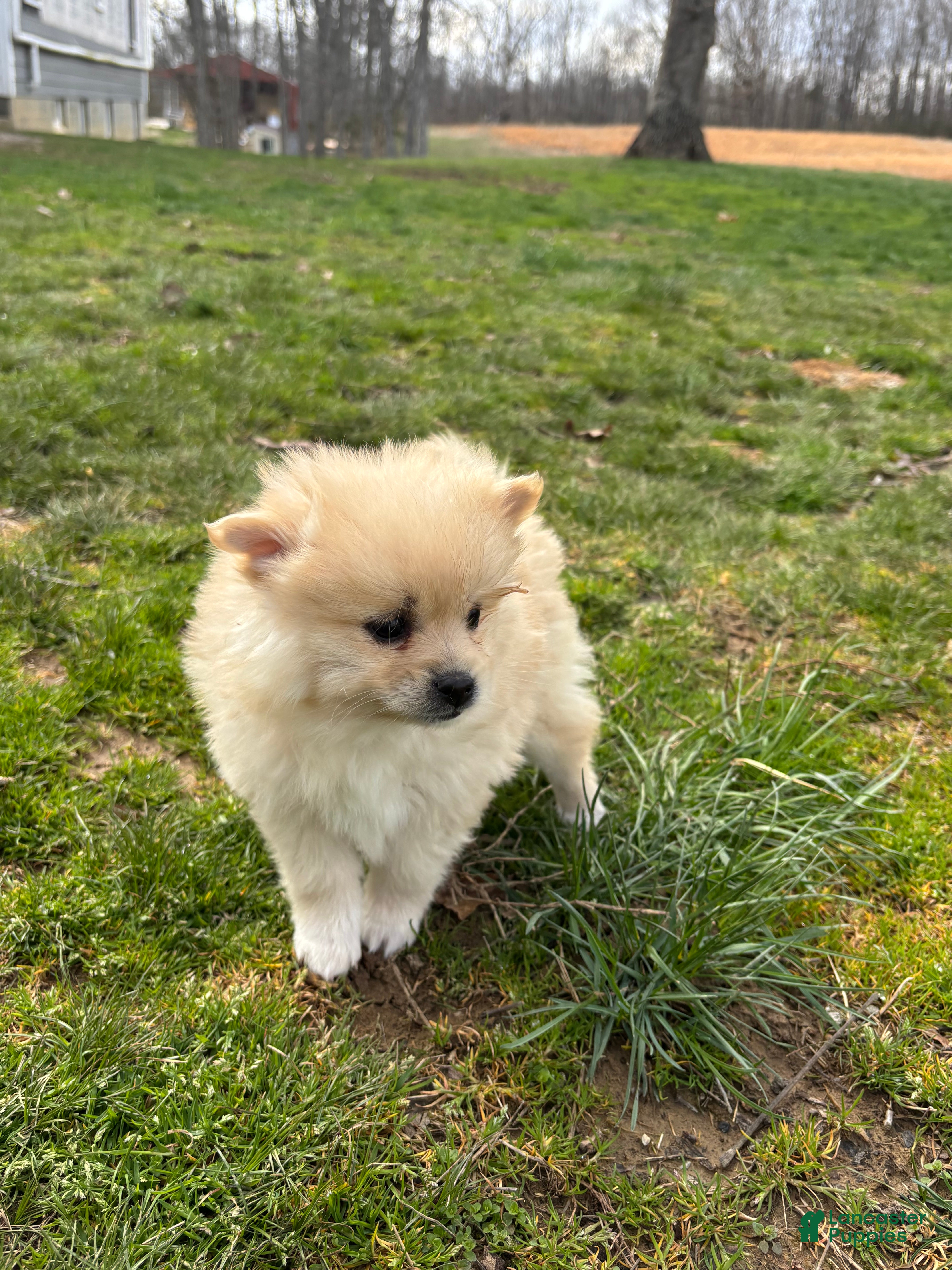 Pomsky dogs Bear - Ad 1