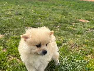 Pomsky dogs for sale: Bear - Ad 1