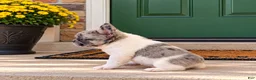 French Bulldog dogs for sale: Blue eye, beauty - Ad 4