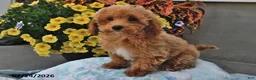 Miniature Poodle dogs for sale: Sage - Ad 1