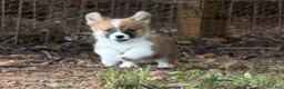 Welsh Corgi Pembroke dogs for sale: Full AKC - Ad 4