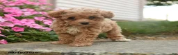 Toy Poodle dogs for sale: Olive  - Ad 3