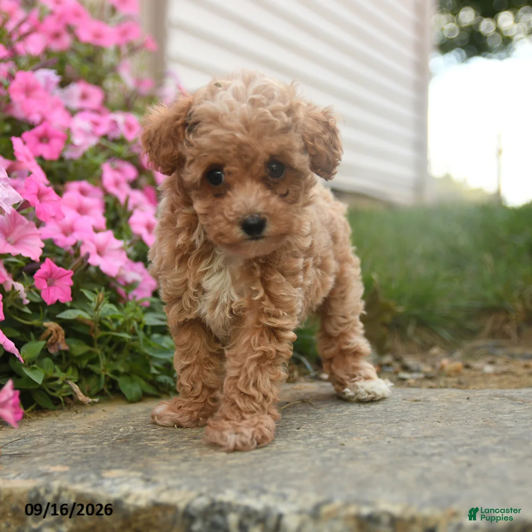 Toy Poodle dogs for sale: Olive  - Ad 3