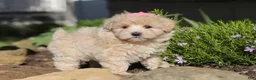 Maltipoo dogs for sale: Cinnamon - Ad 9