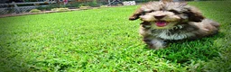 Havapoo dogs for sale: Fancy - Ad 21