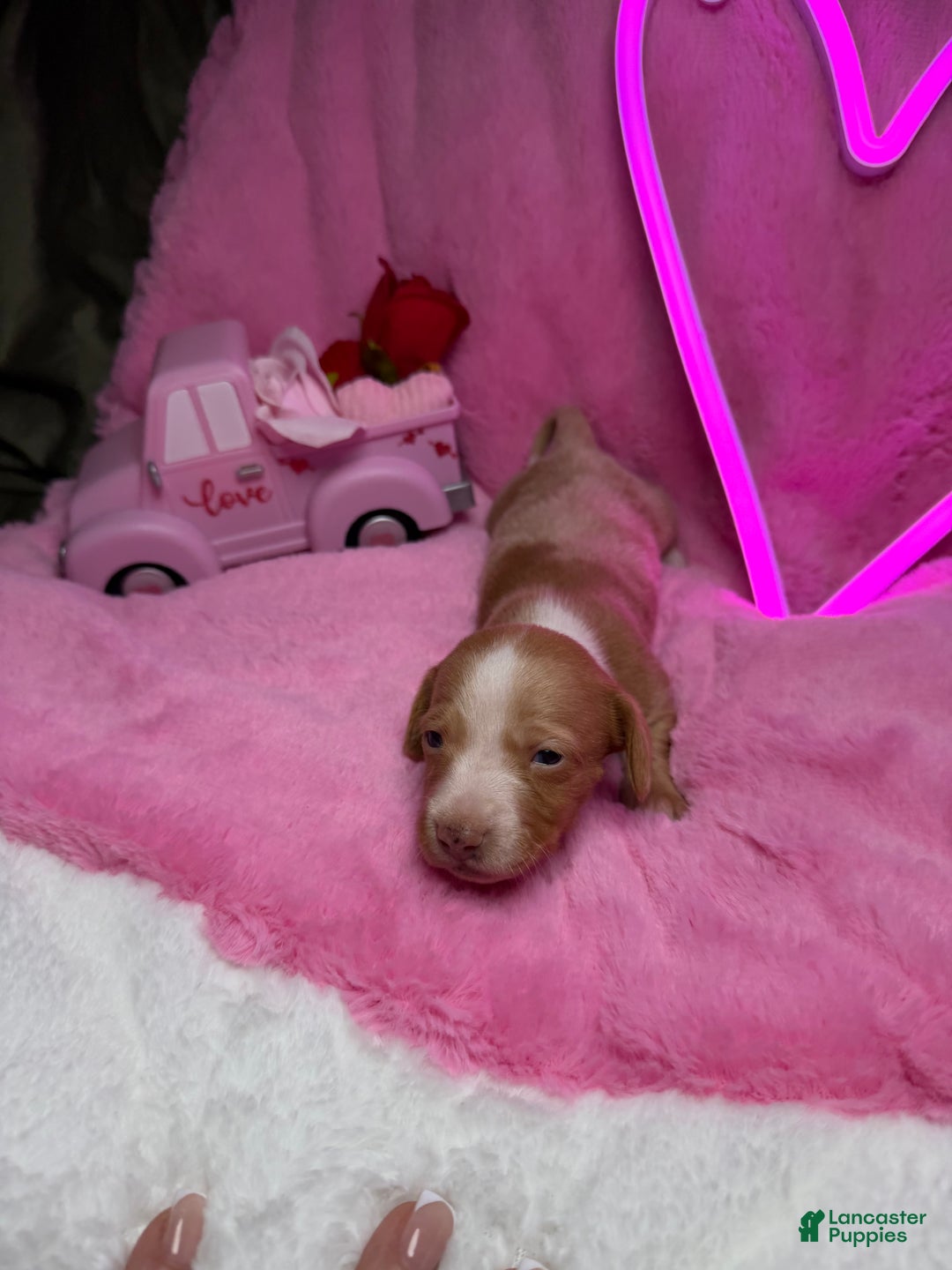 Miniature Dachshund dogs for sale: Miniature Dachshund Puppy 4 - Ad 4