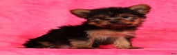 Yorkshire Terrier dogs for sale: Amelia - Ad 4