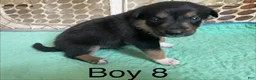 Border Collie dogs for sale: Border Collie 3 - Ad 1