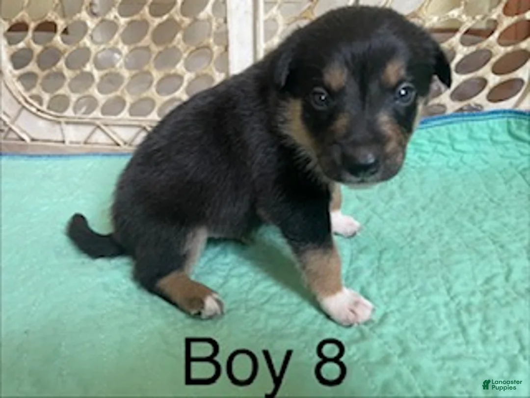 Border Collie dogs for sale: Border Collie 3 - Ad 1