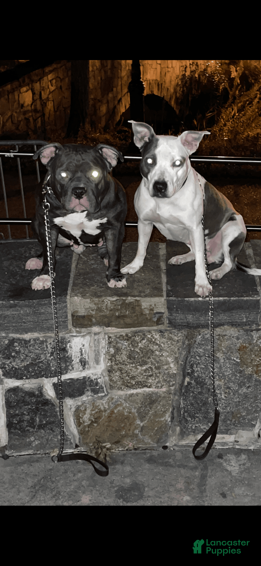 Gallery Image {{count}}