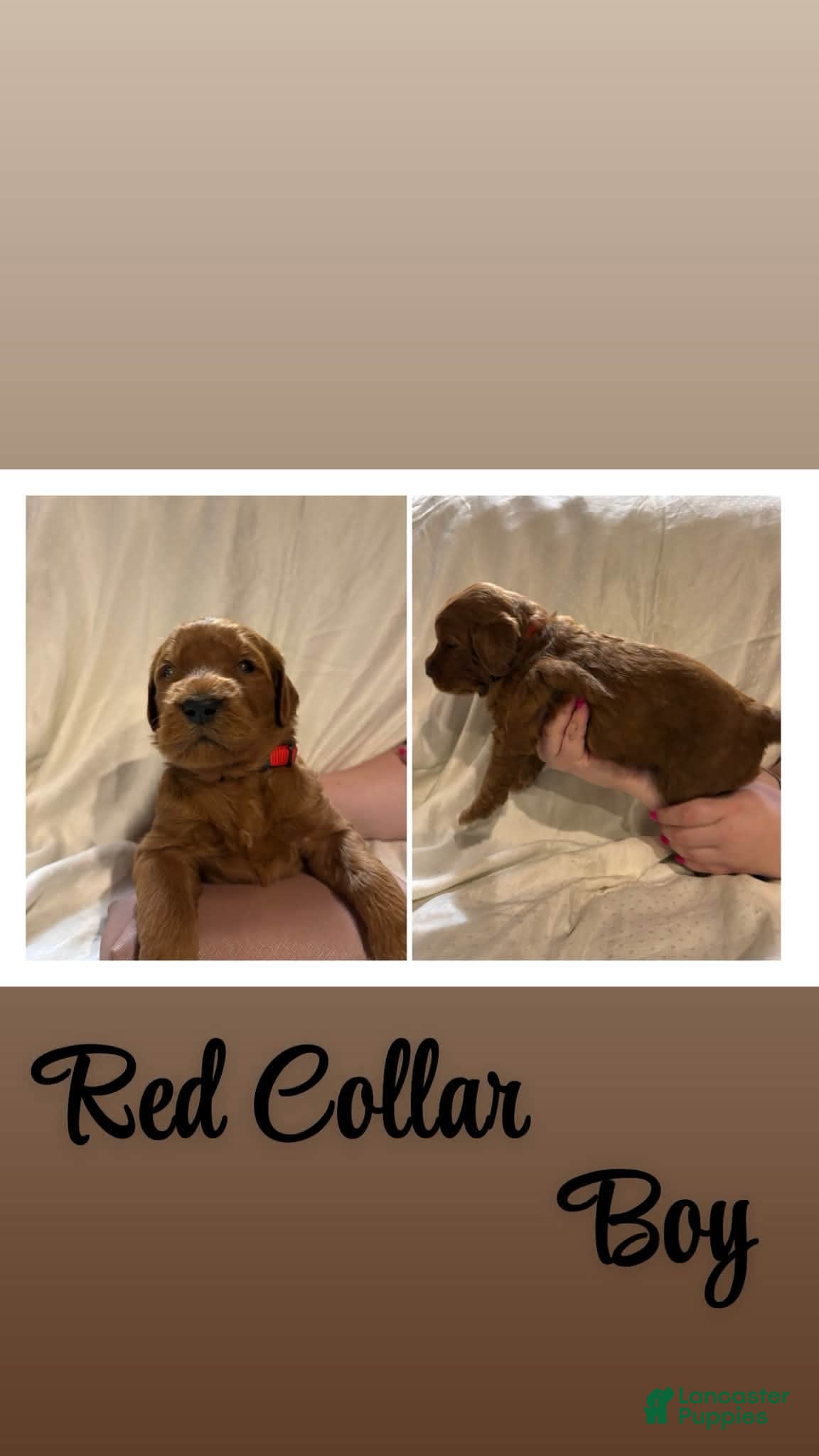 Goldendoodle dogs for sale: Goldendoodle 1 - Ad 4