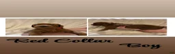 Goldendoodle dogs for sale: Goldendoodle 1 - Ad 1