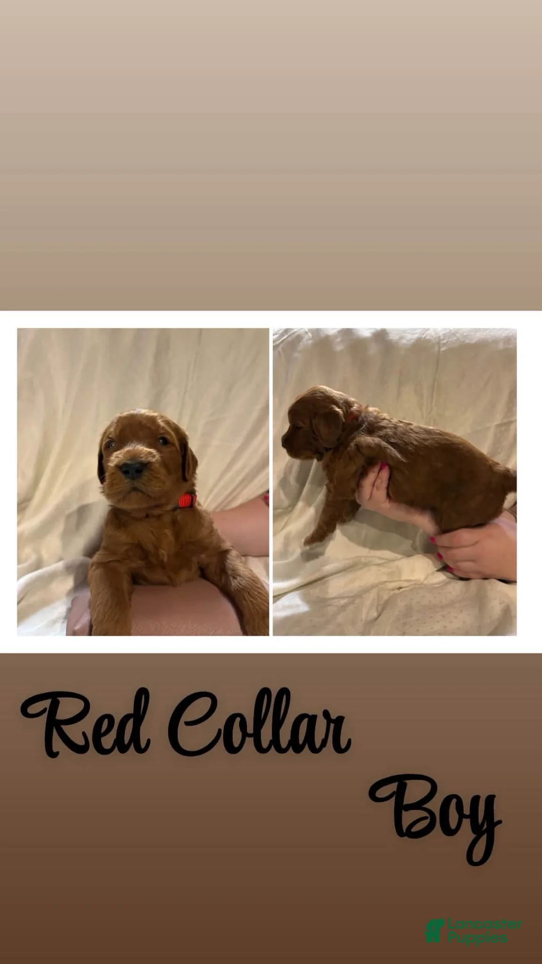 Goldendoodle dogs for sale: Goldendoodle 1 - Ad 1