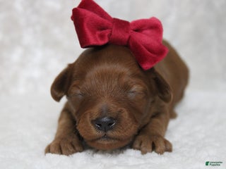 Cavapoo dogs Cherry - Ad 1