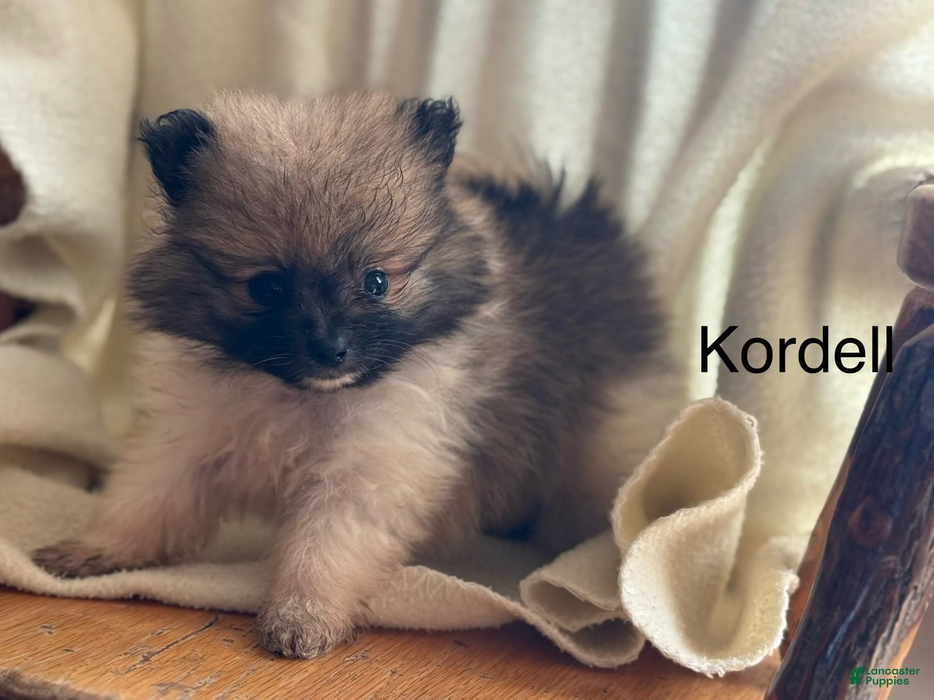 Pomeranian dogs Kordell - Ad 1