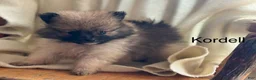 Pomeranian dogs for sale: Kordell - Ad 1