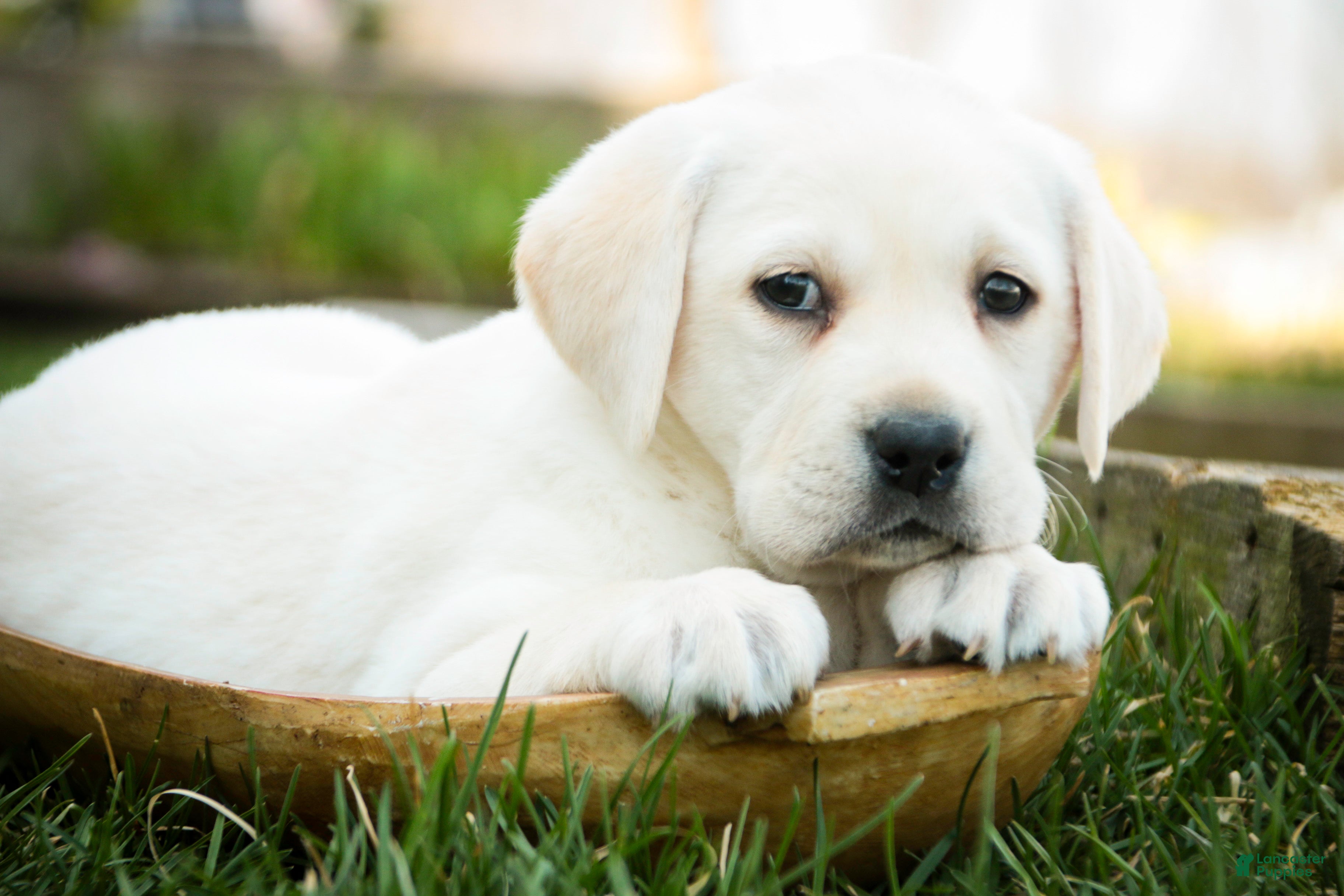 Labrador Retriever dogs Shebah - Ad 1