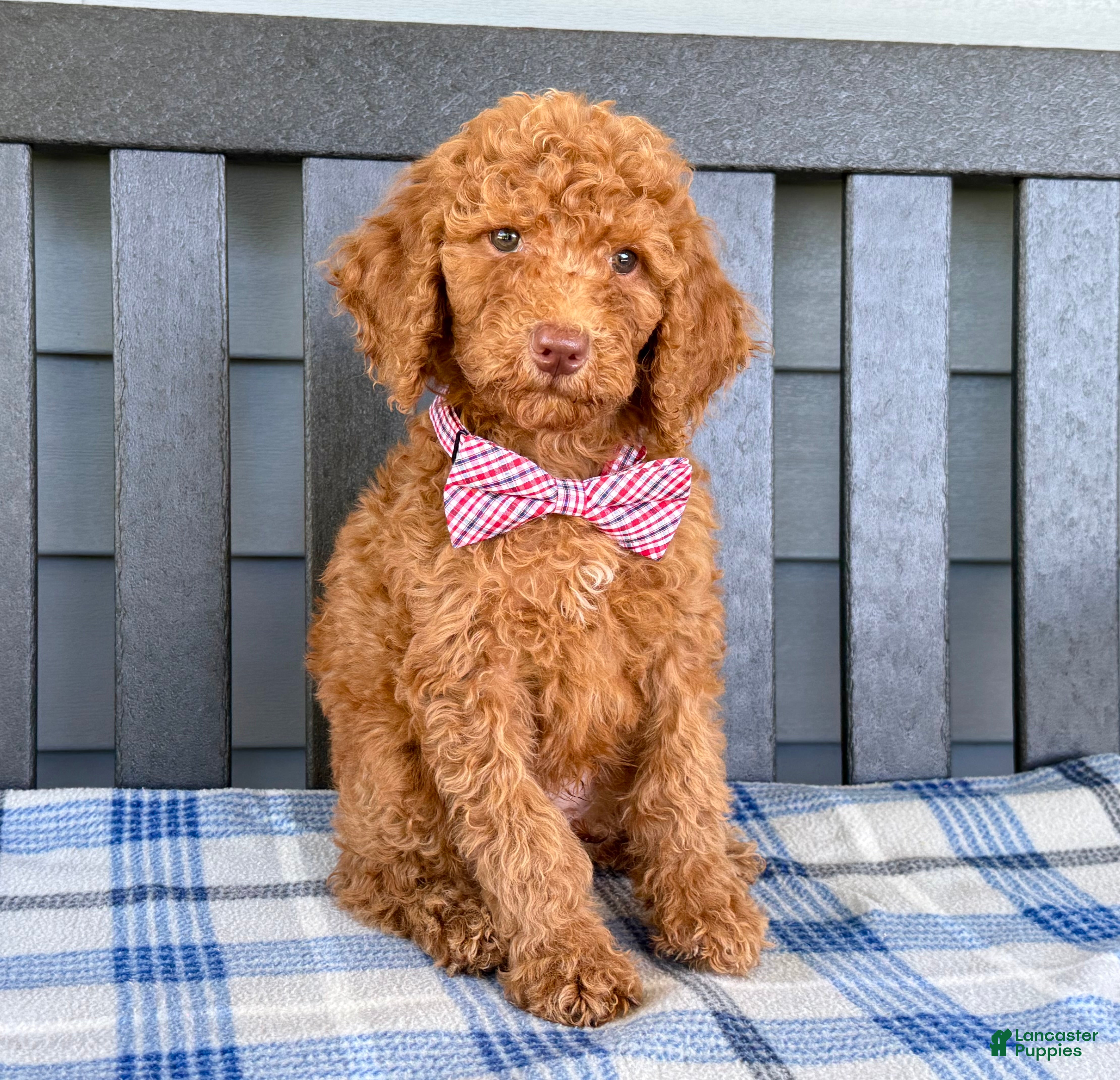 Standard Poodle dogs Rhett - Ad 2