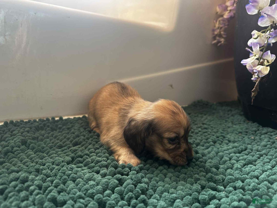 Dachshund dogs for sale: Mickey - Ad 18