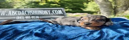 Miniature Dachshund dogs for sale: Russian dapple - Ad 10