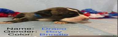 Draco