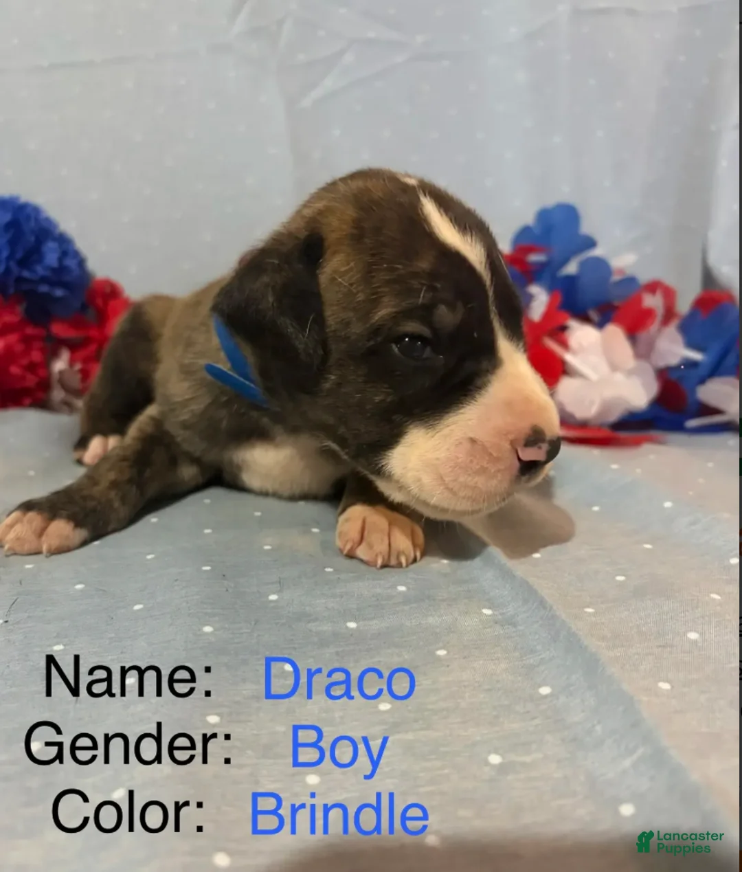 Great Dane dogs for sale: Draco - Ad 1