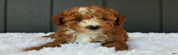 Miniature Poodle dogs for sale: AKC Blaze - Ad 7