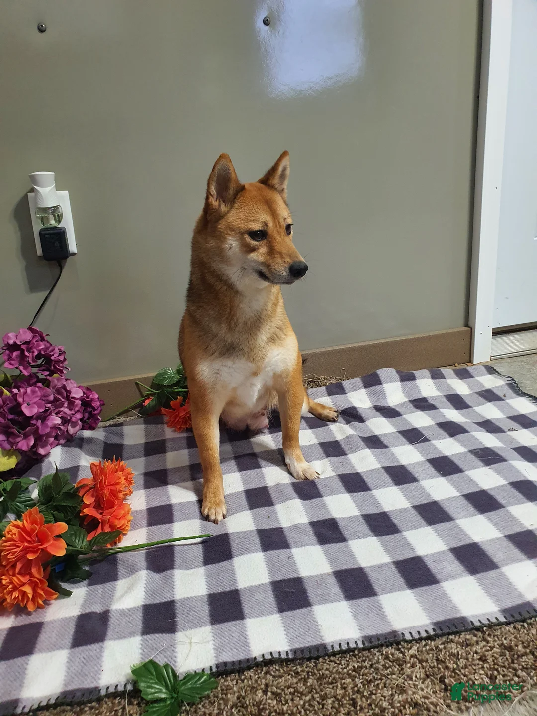 Shiba Inu dogs for sale: Buddy  - Ad 7