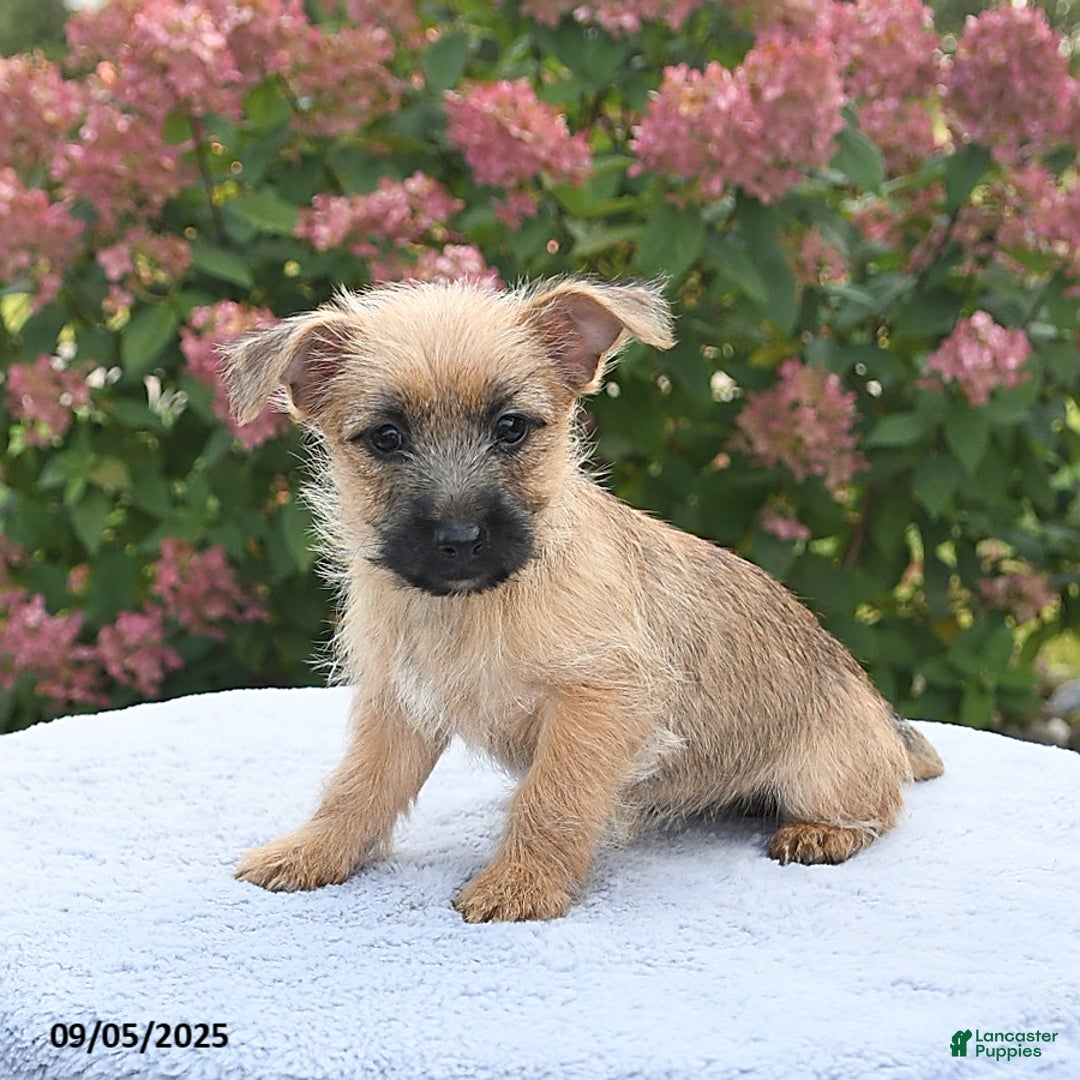 Jack Russell Cairn Puppies For Adoption Norfolk Terrier Cairn