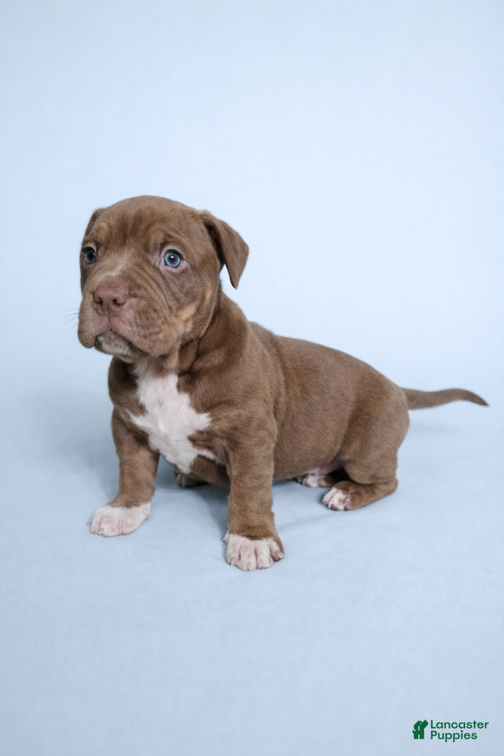 American Bully dogs Chocolate Tri Male - Ad 1