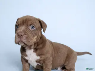 American Bully dogs for sale: Chocolate Tri Male - Ad 2