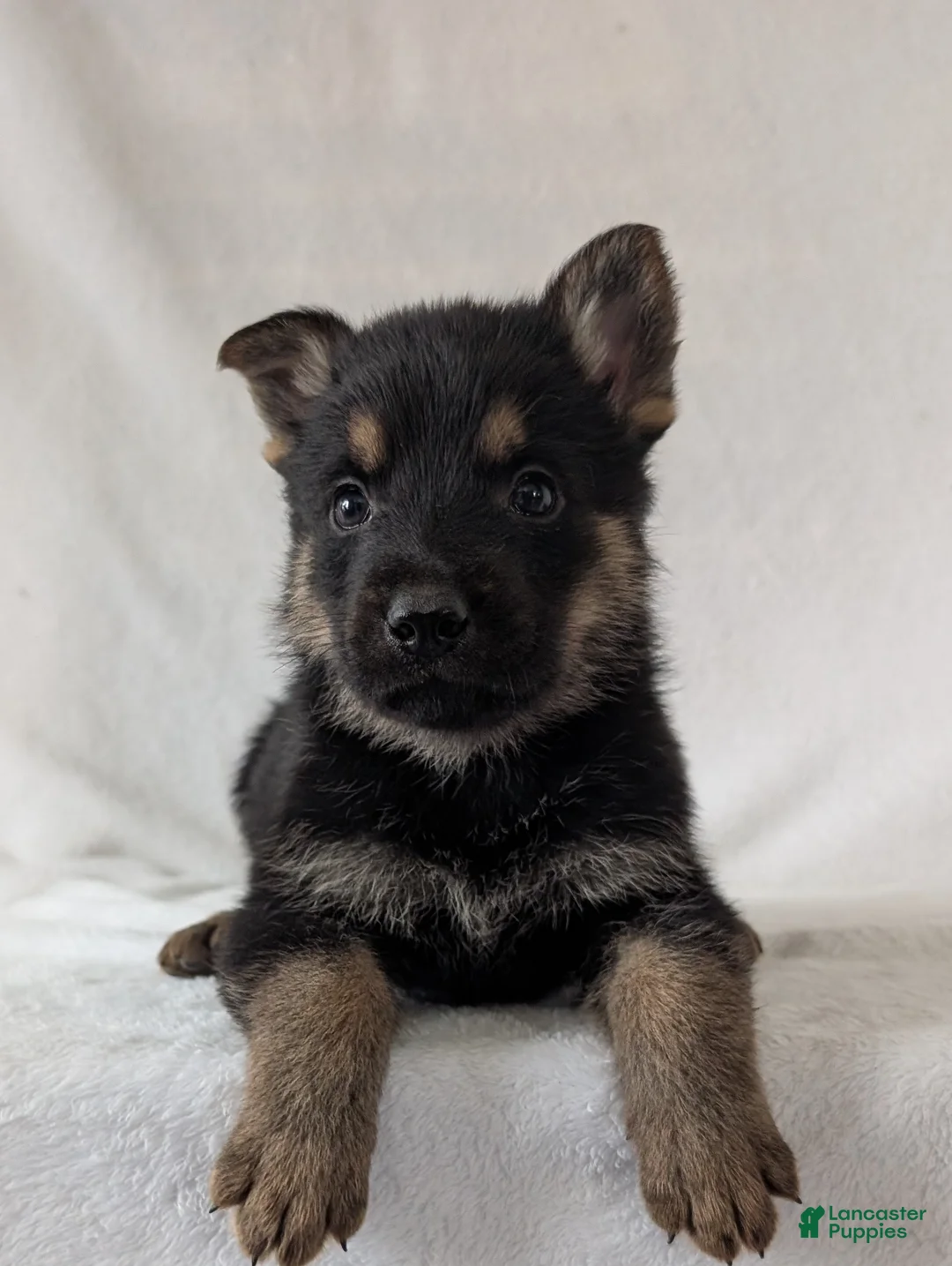 German Shepherd dogs for sale: Ryder  - Ad 11