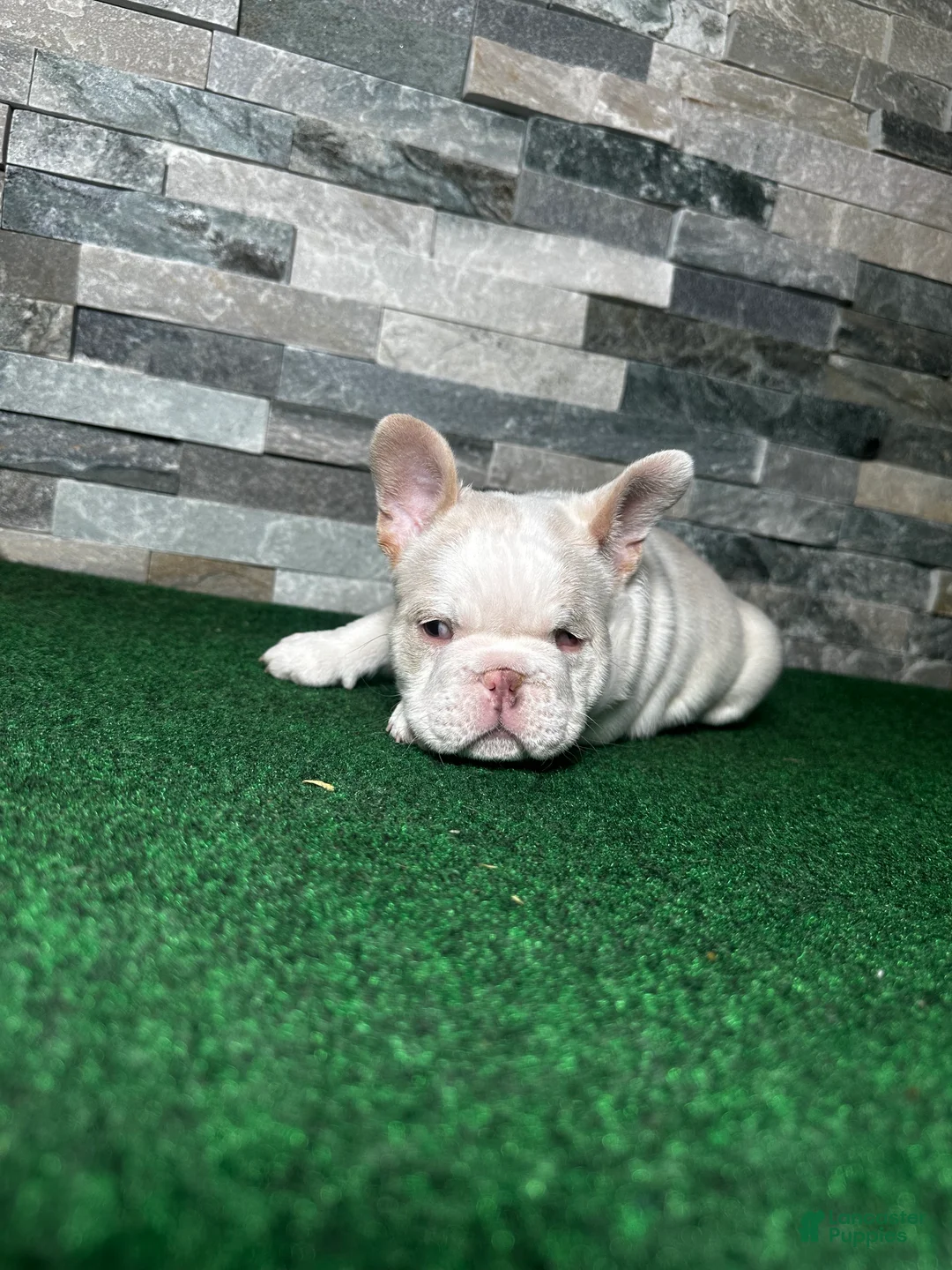 French Bulldog dogs for sale: French Bulldog Puppy 1 - Ad 5