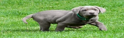 Labrador Retriever dogs for sale: Millie - Ad 6