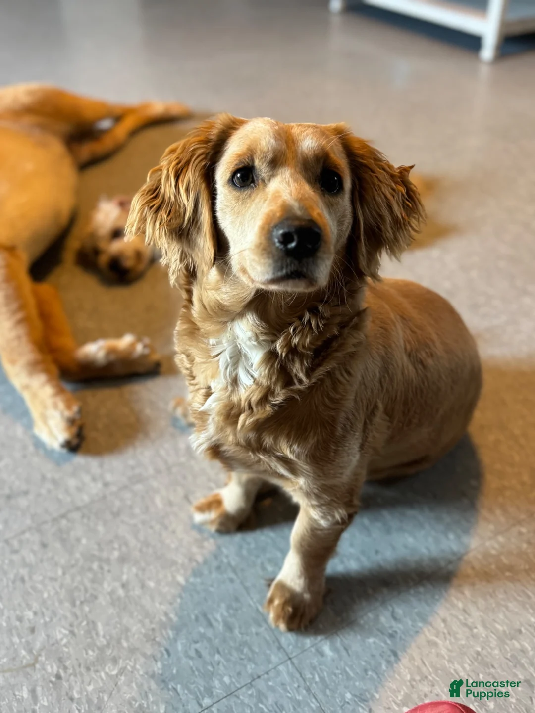Mini Goldendoodle dogs for sale: Mini Goldendoodle 2 - Ad 2
