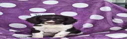 English Springer Spaniel dogs for sale: Jerry - Ad 3