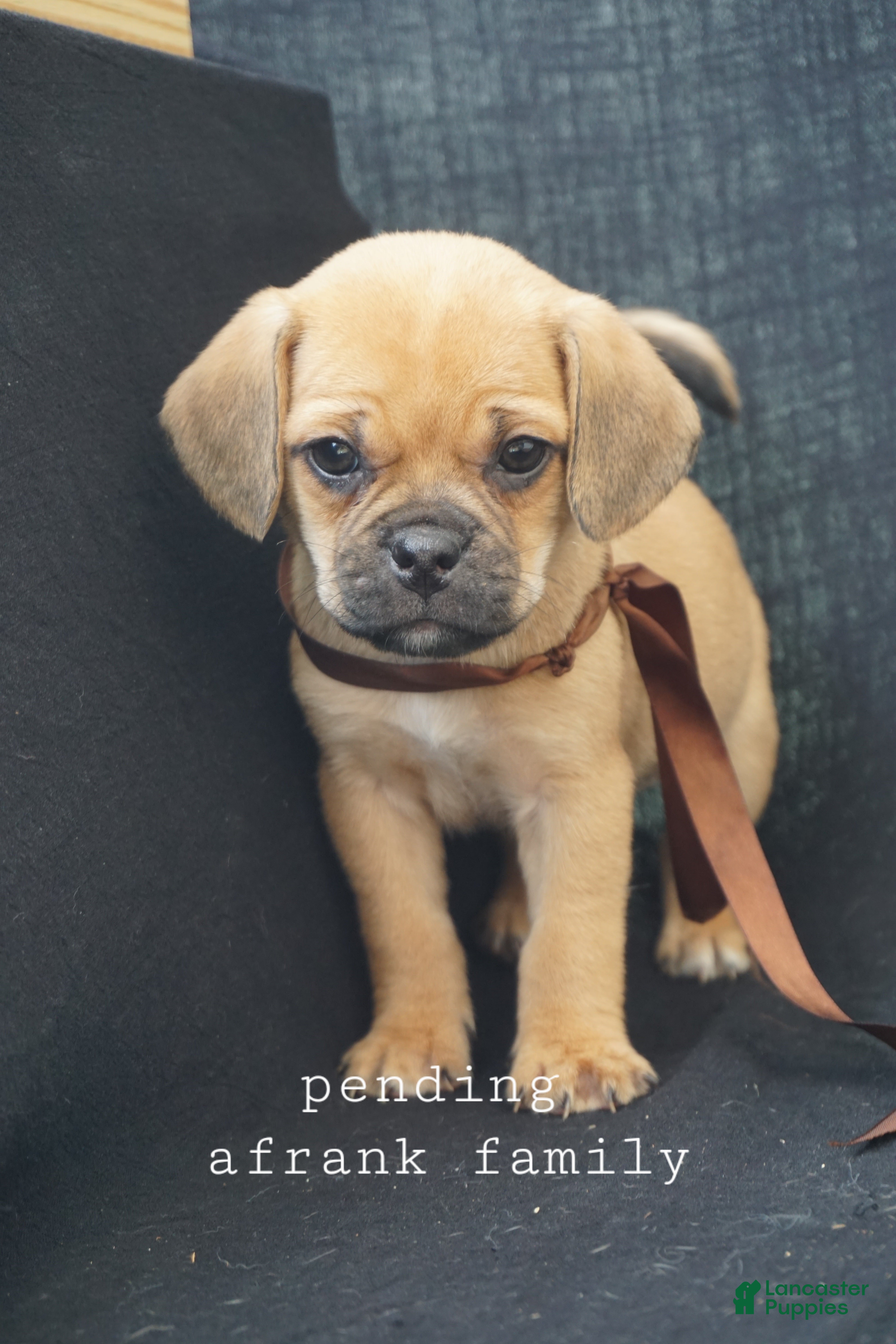 Puggle dogs Twix - Ad 1
